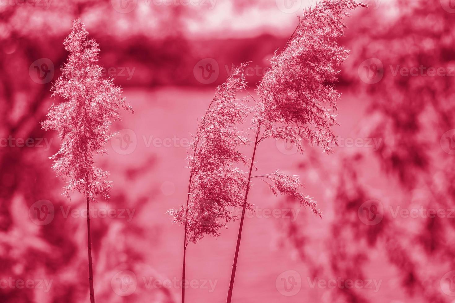 Pampas grass on the lake, reeds, cane seeds. The reeds on the lake sway in the wind against the blue sky and water. Abstract natural background. Beautiful pattern with bright colors photo
