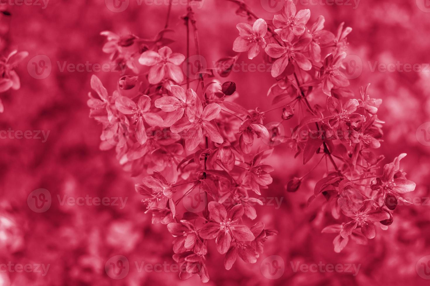 Apple tree in bloom, pink bright flowers. Spring flowering of the apple orchard. Floral background for presentations, posters, banners, and greeting cards. photo