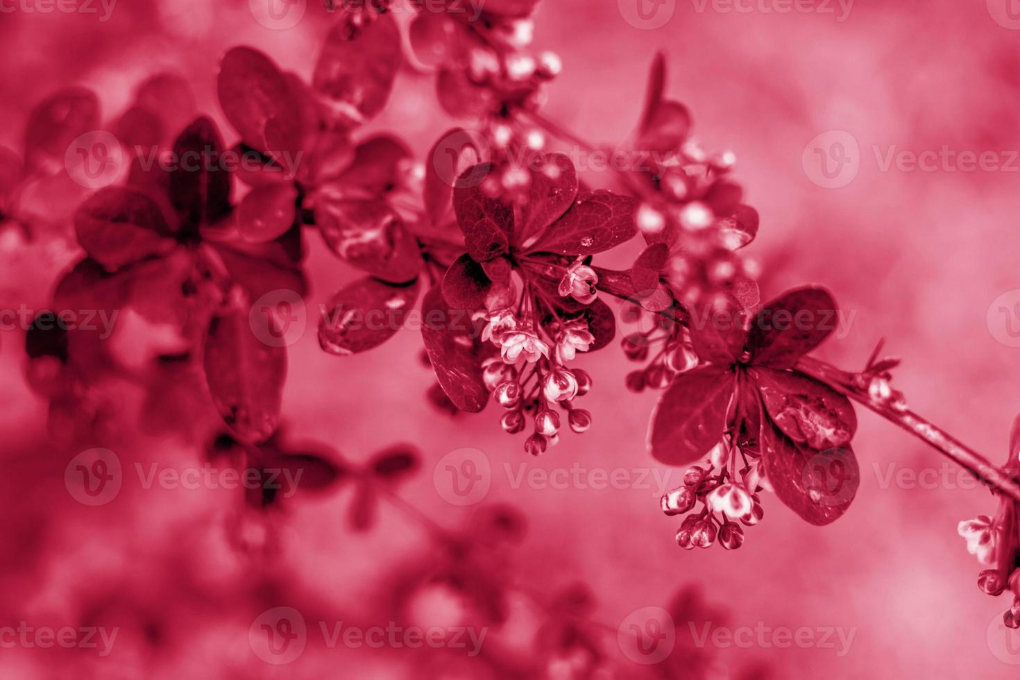 ramas jóvenes del arbusto. primer plano sobre la vegetación borrosa con copia del espacio, utilizando como fondo el paisaje natural, la ecología, los conceptos de papel pintado fresco. color de fondo magenta vivo foto