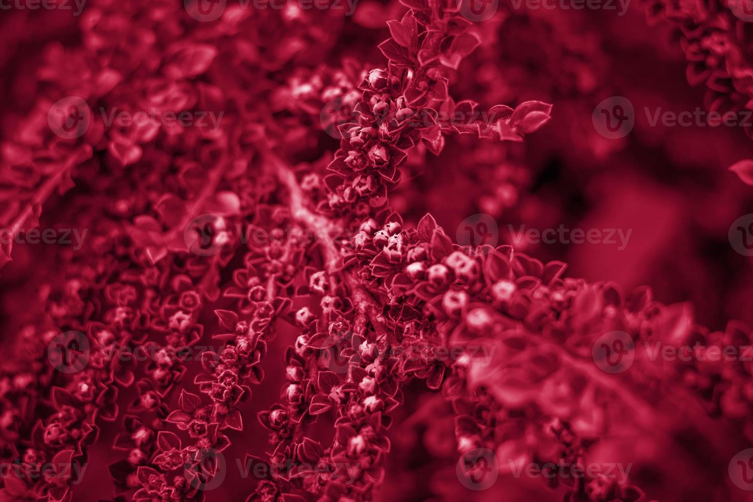 A shrub with bright small dogwood flowers. Close-up with a copy of the space, using the natural landscape as the background. Natural wallpaper. Selective focus. photo