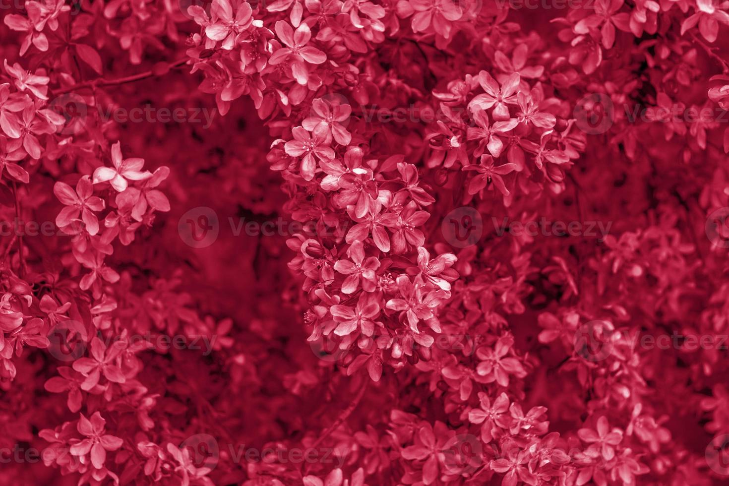 Apple tree in bloom, pink bright flowers. Spring flowering of the apple orchard. Floral background for presentations, posters, banners, and greeting cards. photo