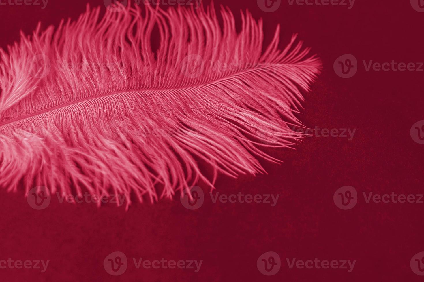 White, large, ostrich feather on a red background. Red background with a pen. Creative, photo