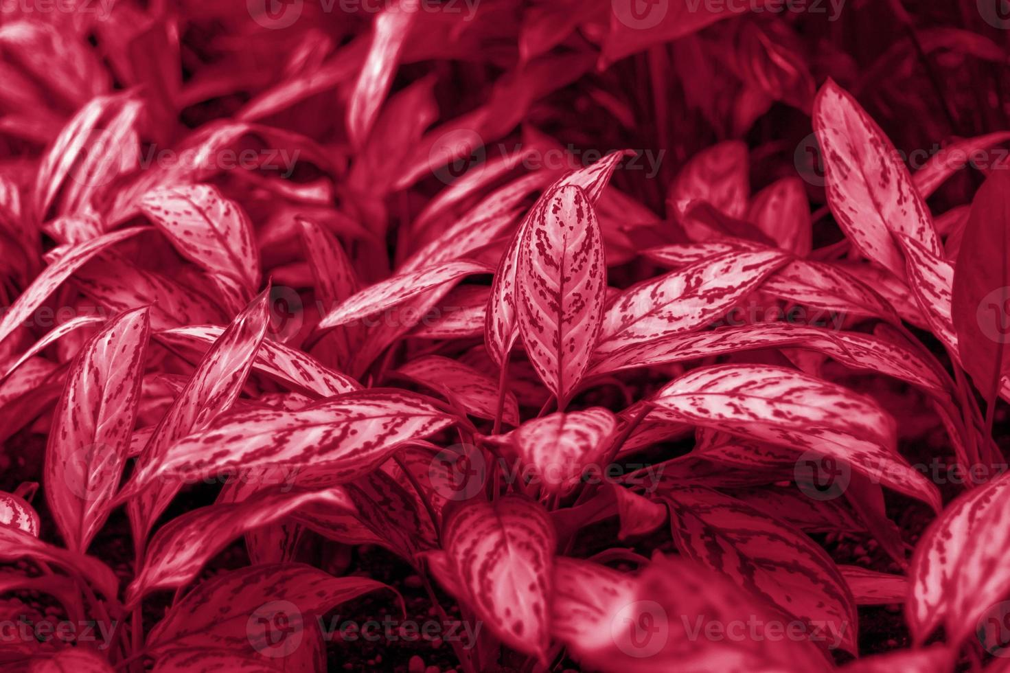 Flower bed with Aglaonema Silver king in the spring garden. The tropical plant Aglaonema Silver Bay or Silver King, also known as Chinese evergreens photo