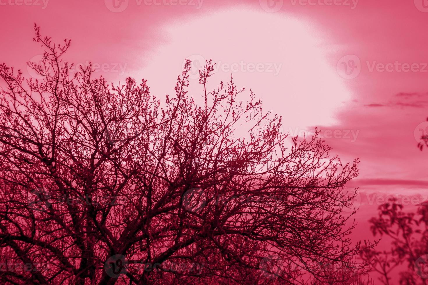Beautiful view of the setting sun through the branches of a tree. The branches are spreading. photo