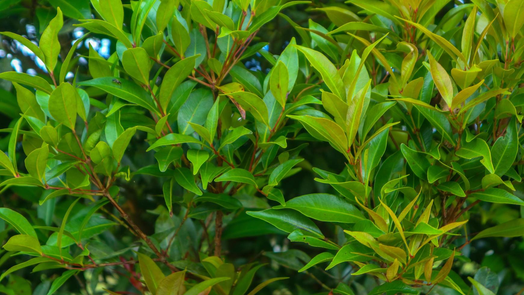 beautiful green foliage as background photo