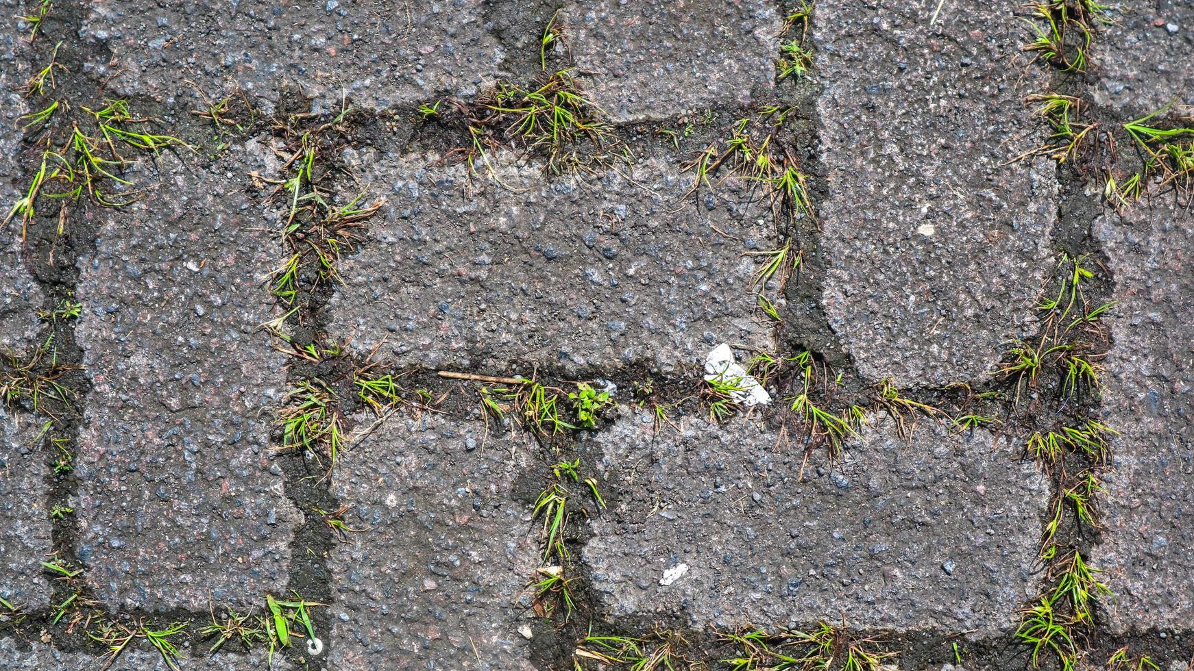 paving block texture with weeds in the gaps as background photo