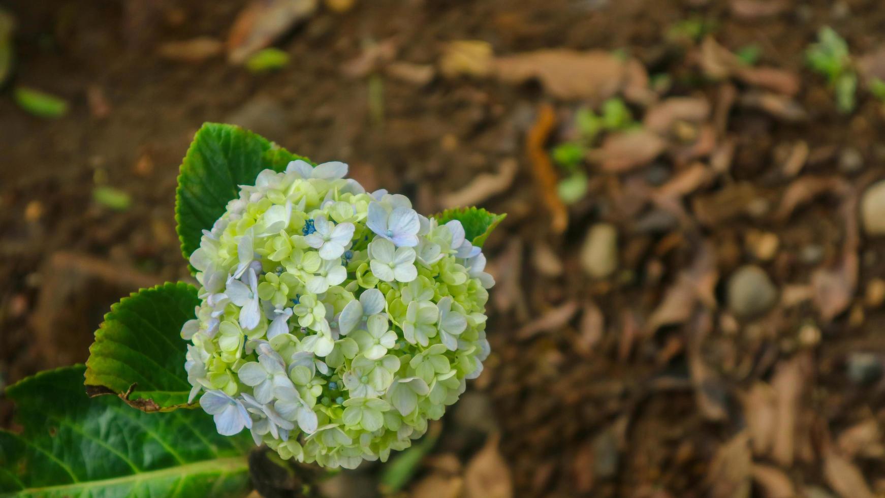 beautiful and stunning green hydrangea photo