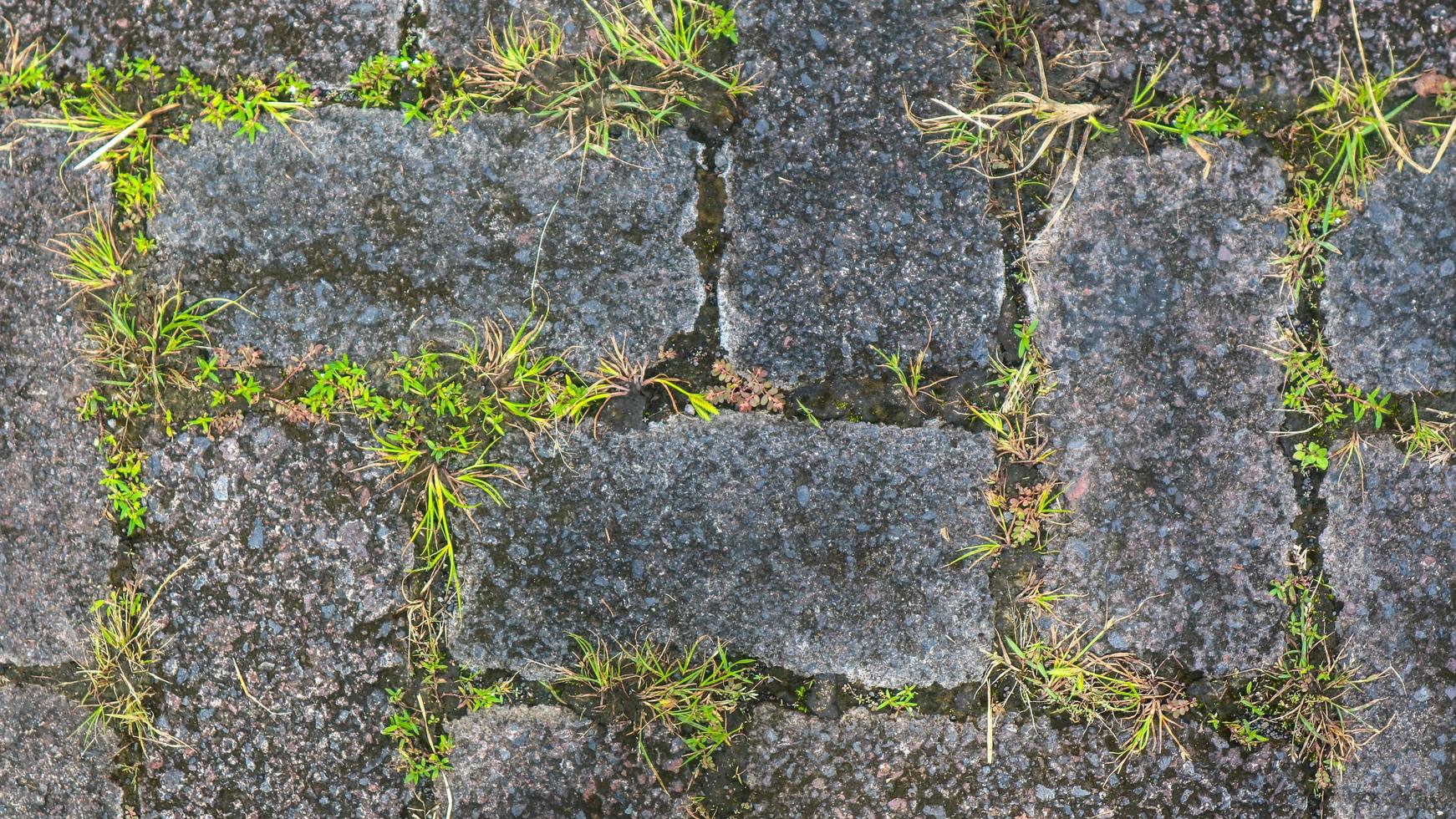 paving block texture with weeds in the gaps as background photo