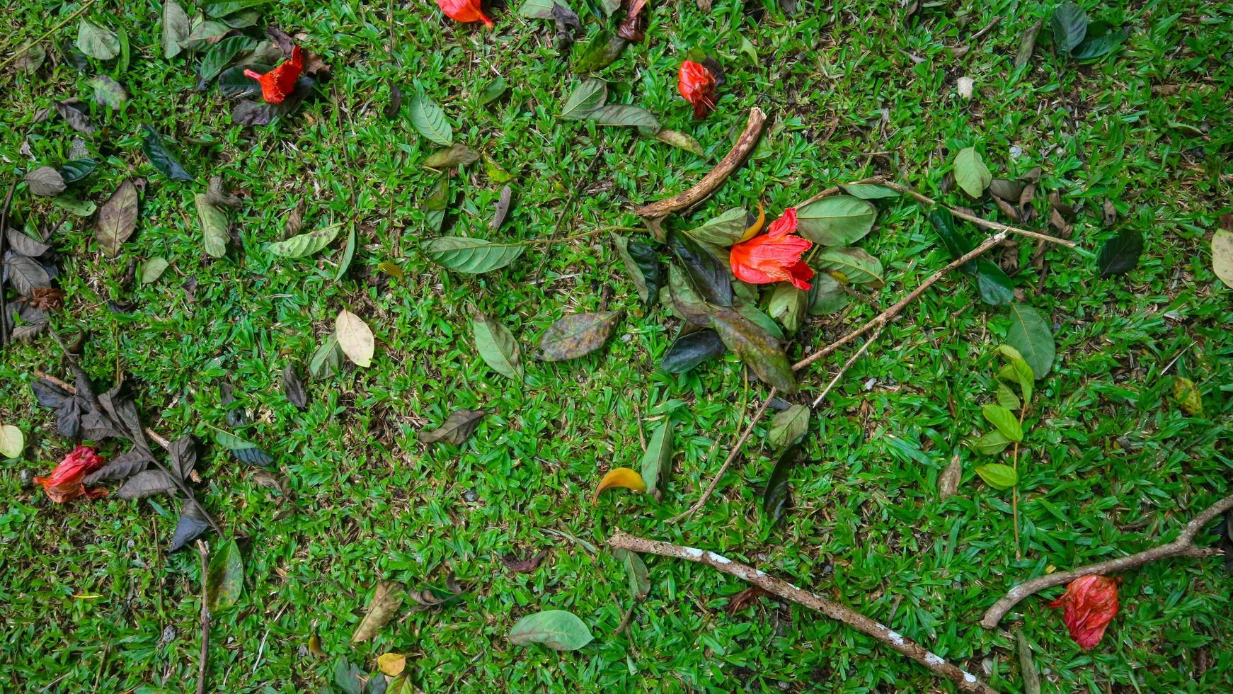 green grass with red flowers falling. as a backdrop photo