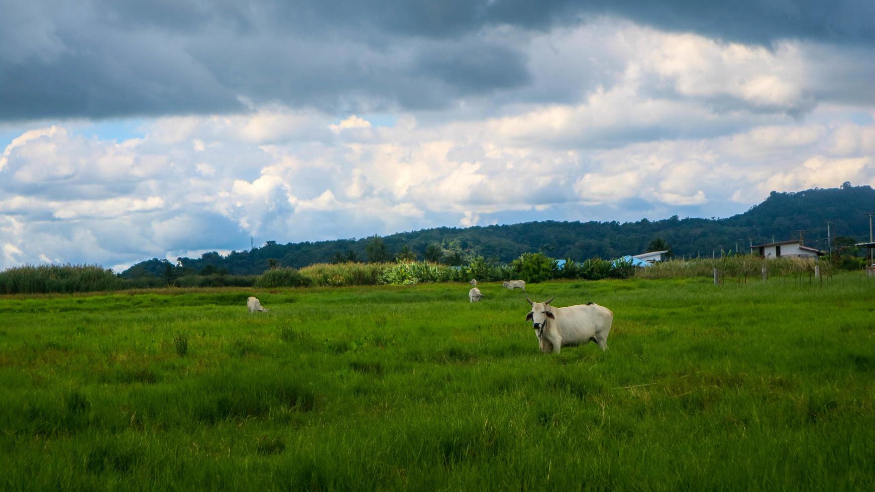 cows eating in the middle of green grass photo