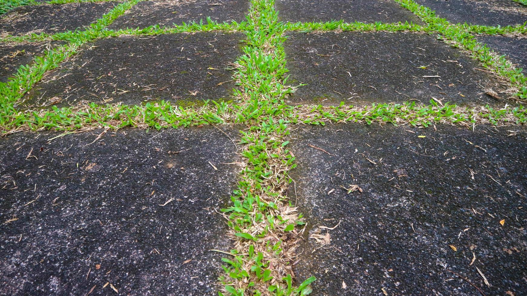 concrete block driveway with green grass in between. as background photo