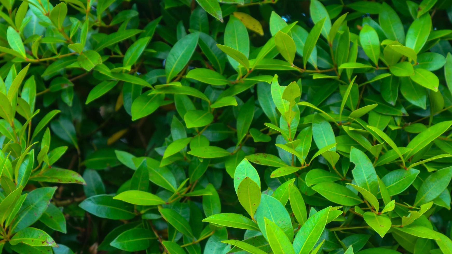 beautiful green foliage as background photo