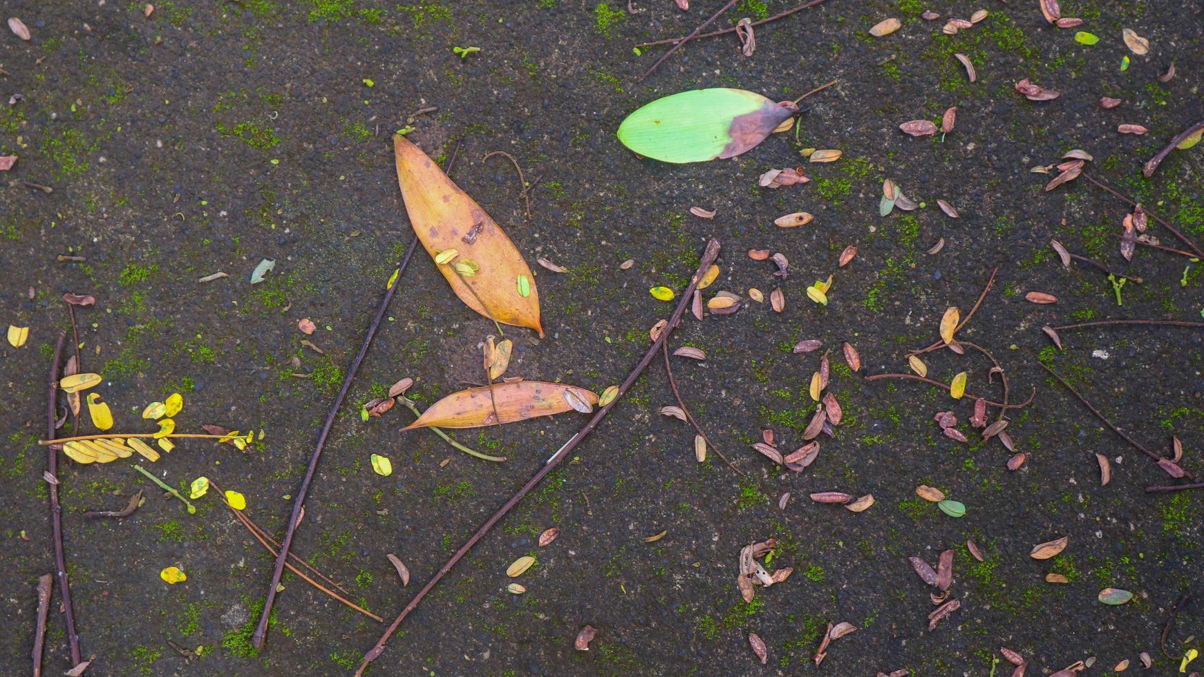 Mossy concrete road texture with fallen and dry leaves photo