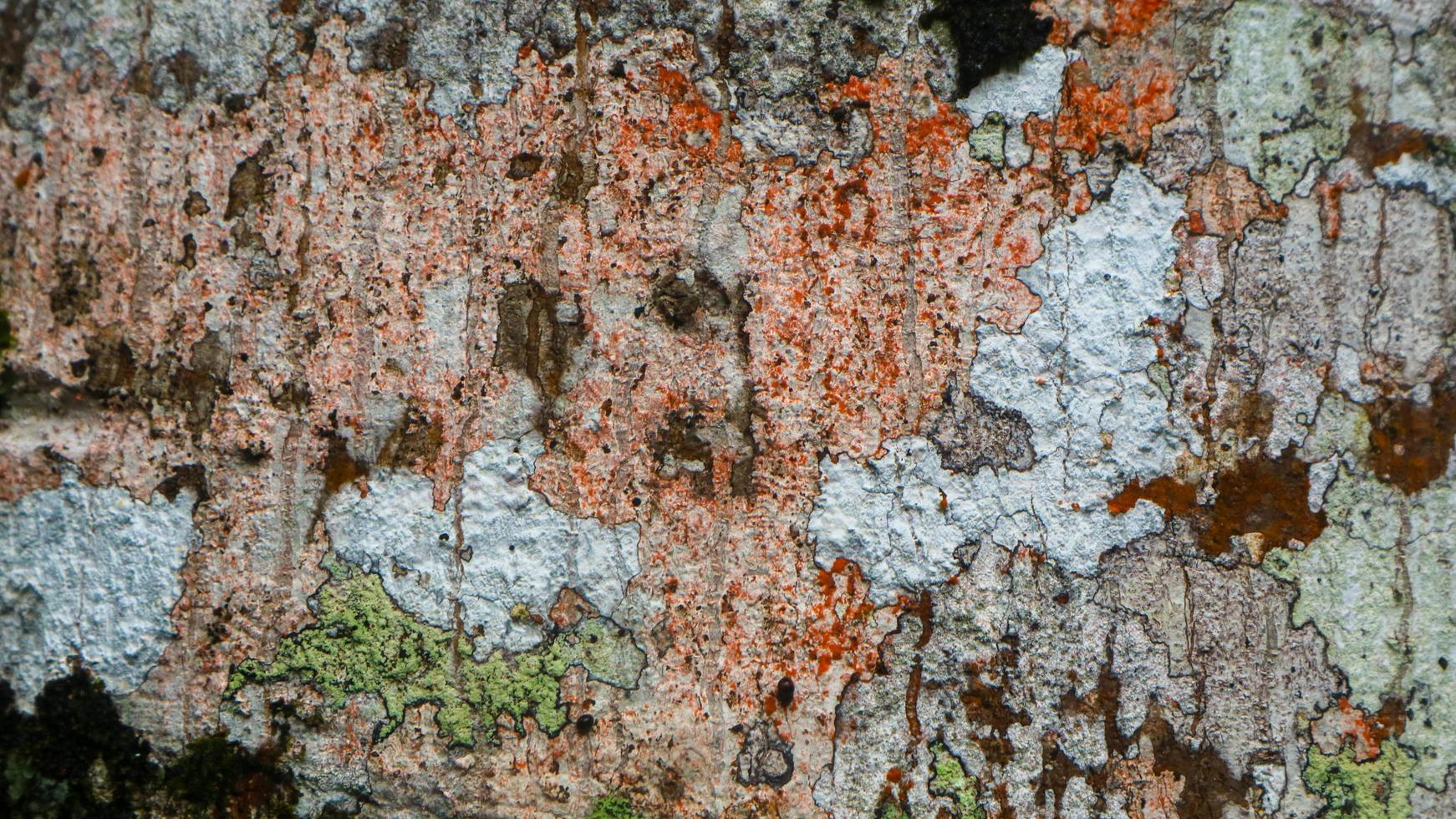 amazing wood bark texture as background photo