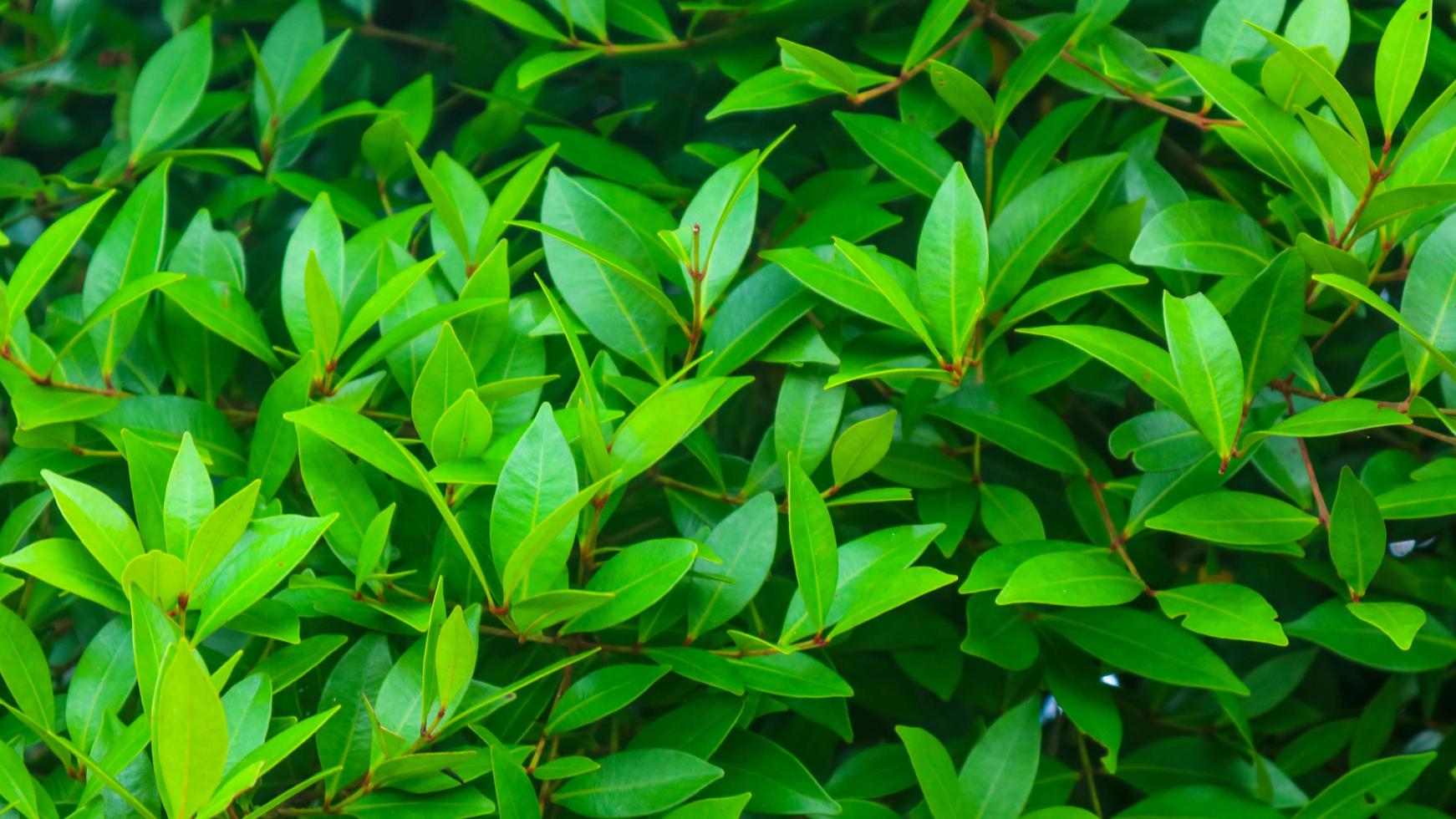 beautiful green foliage as background photo