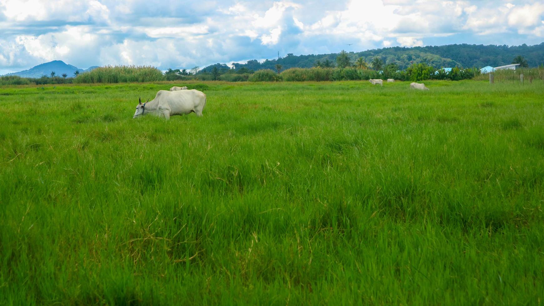 cows eating in the middle of green grass photo
