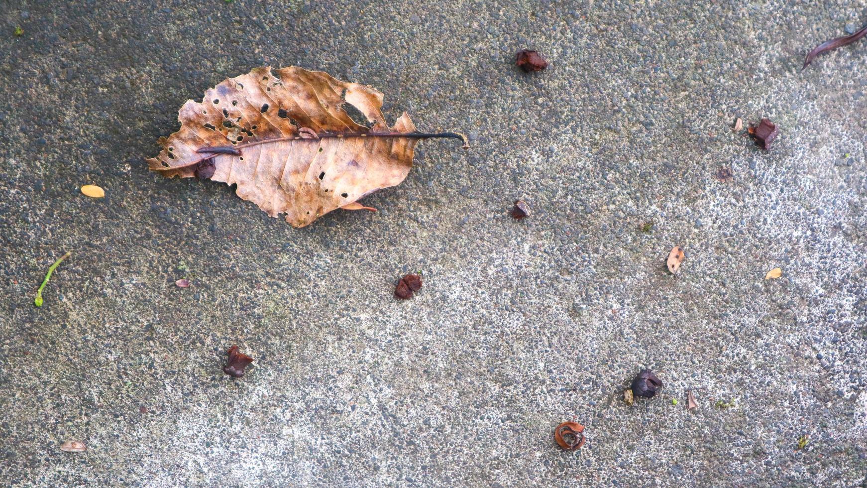 textura de carretera de hormigón con hojas que caen foto