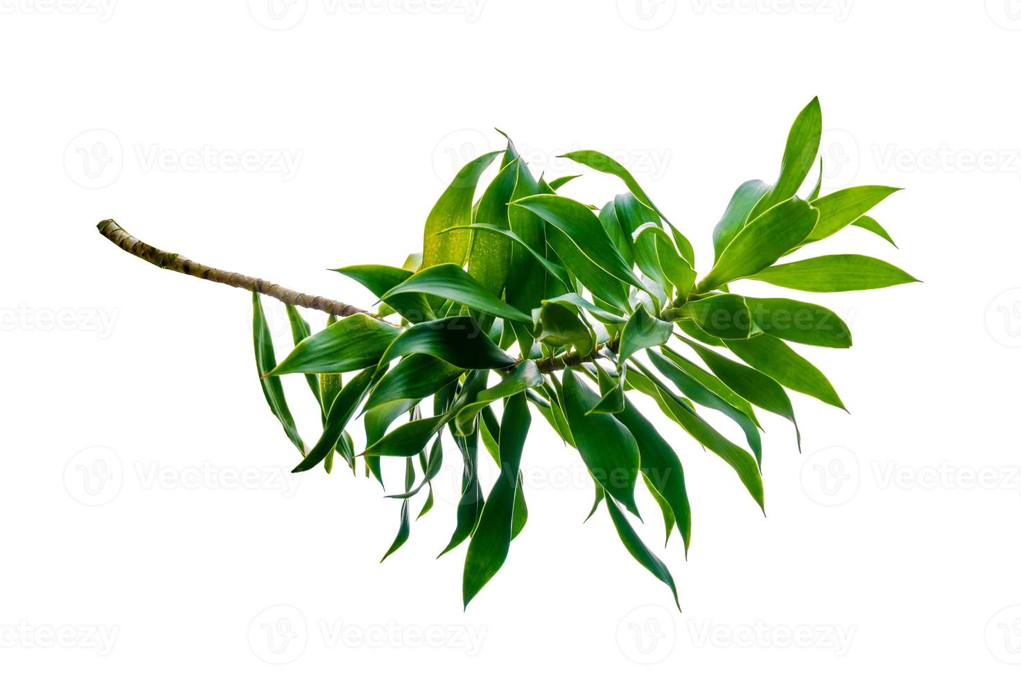 Fragrant Dracaena Tree Dracaena fragrans white background photo