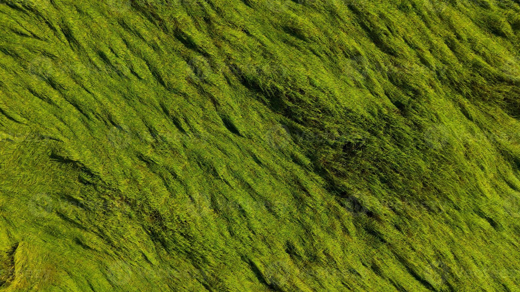 Aerial view of green rice field texture background. Rice plants bend down to cover ground from monsoon winds. Natural pattern of green rice farm. Above view of agricultural field. Beauty in nature. photo