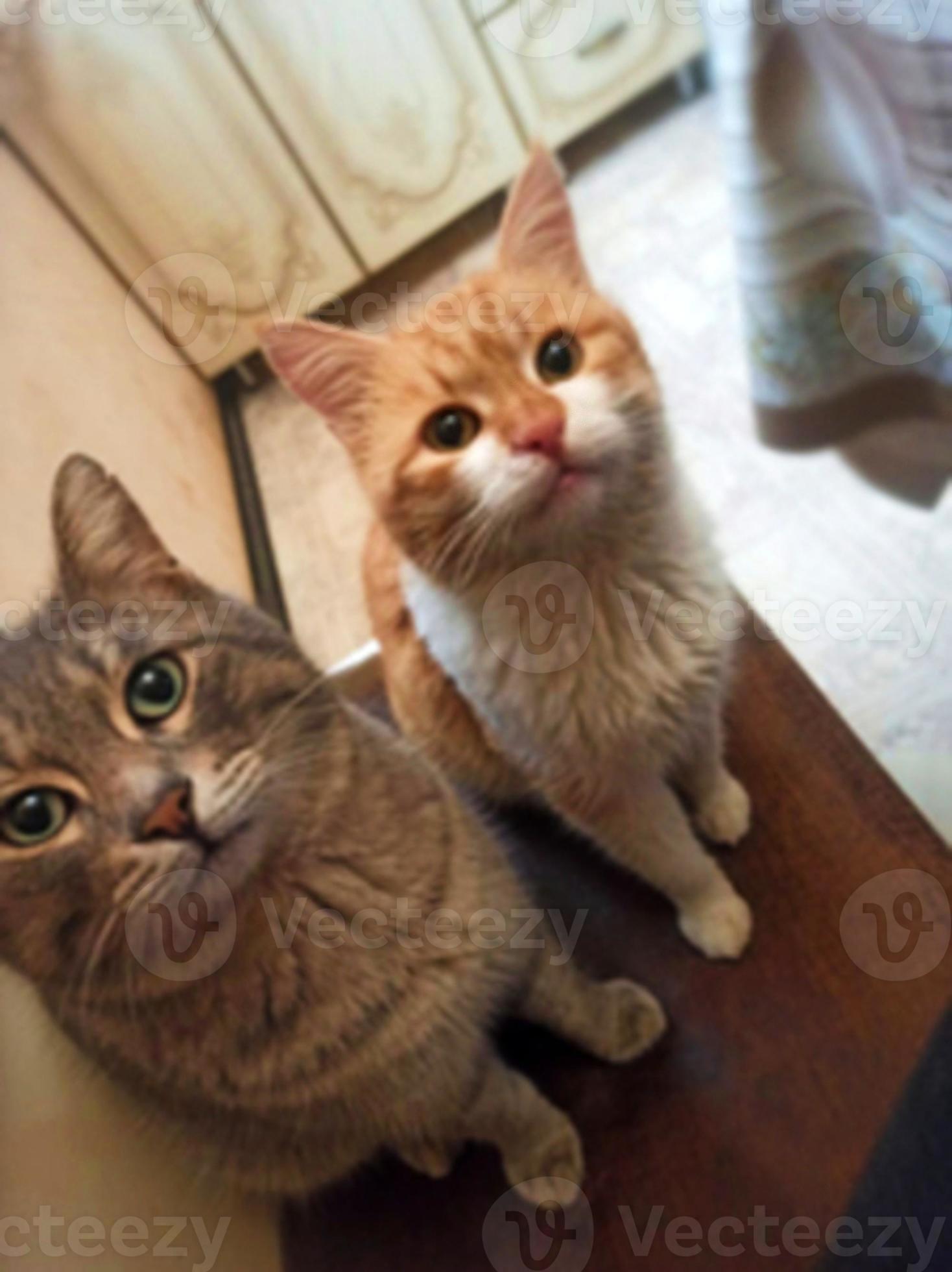 Two hungry cats sitting and waiting for food. Red and grey fluffy cats