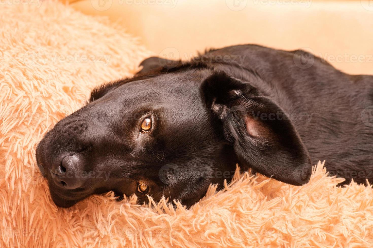 A black labrador retriever dog is lying on the sofa. Labrador puppy looking at the camera. photo