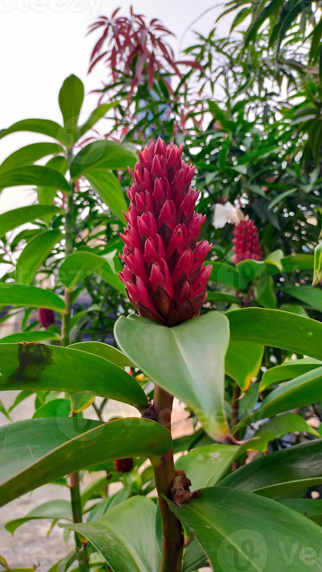 Alpinia purpurata red ginger plant or Costus speciosus tropical forest