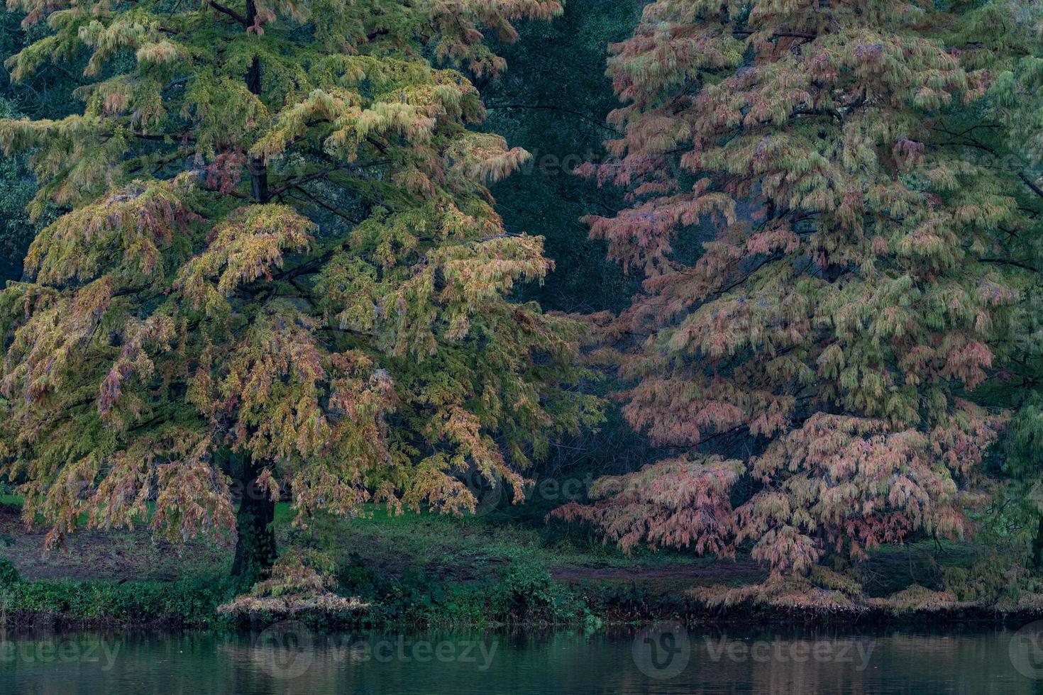 Two bald cypress trees next to a lake. photo