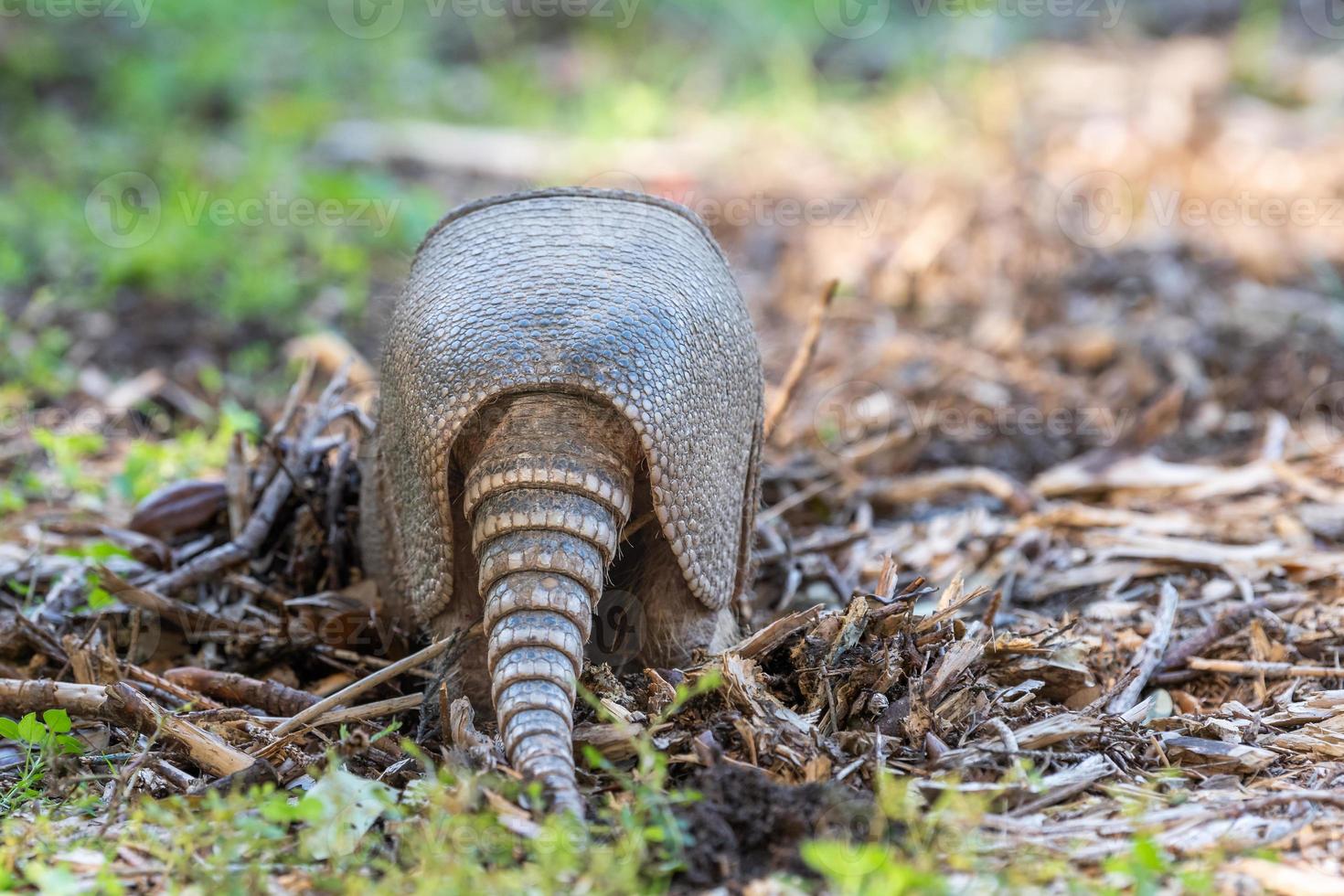 An armadillo foraging for food in the autumn garden. photo