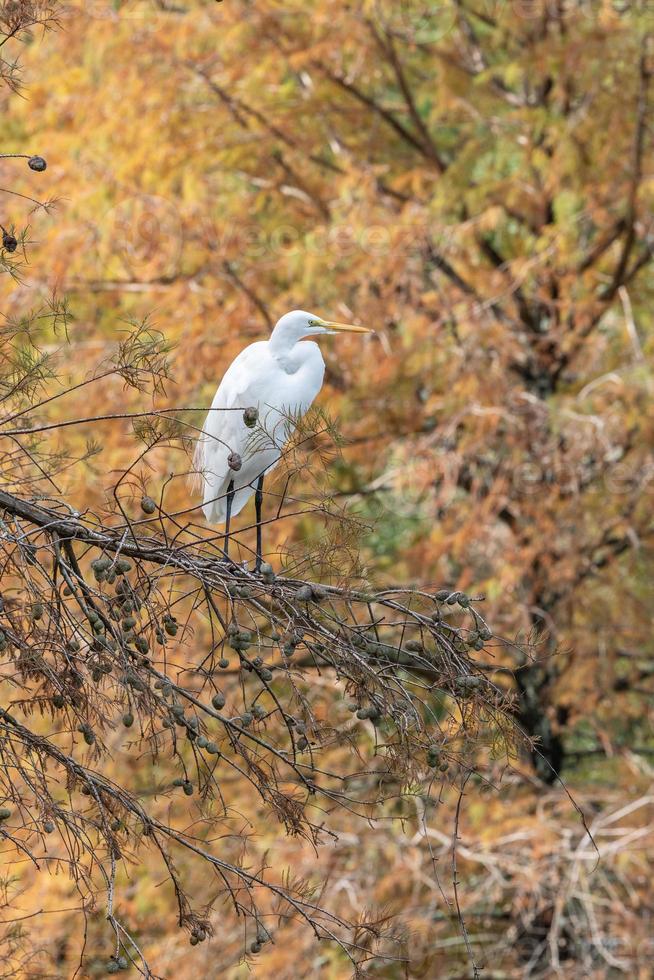 A large white bird perched on a tree branch with the rust colored foliage of a bald cypress tree in the background. photo