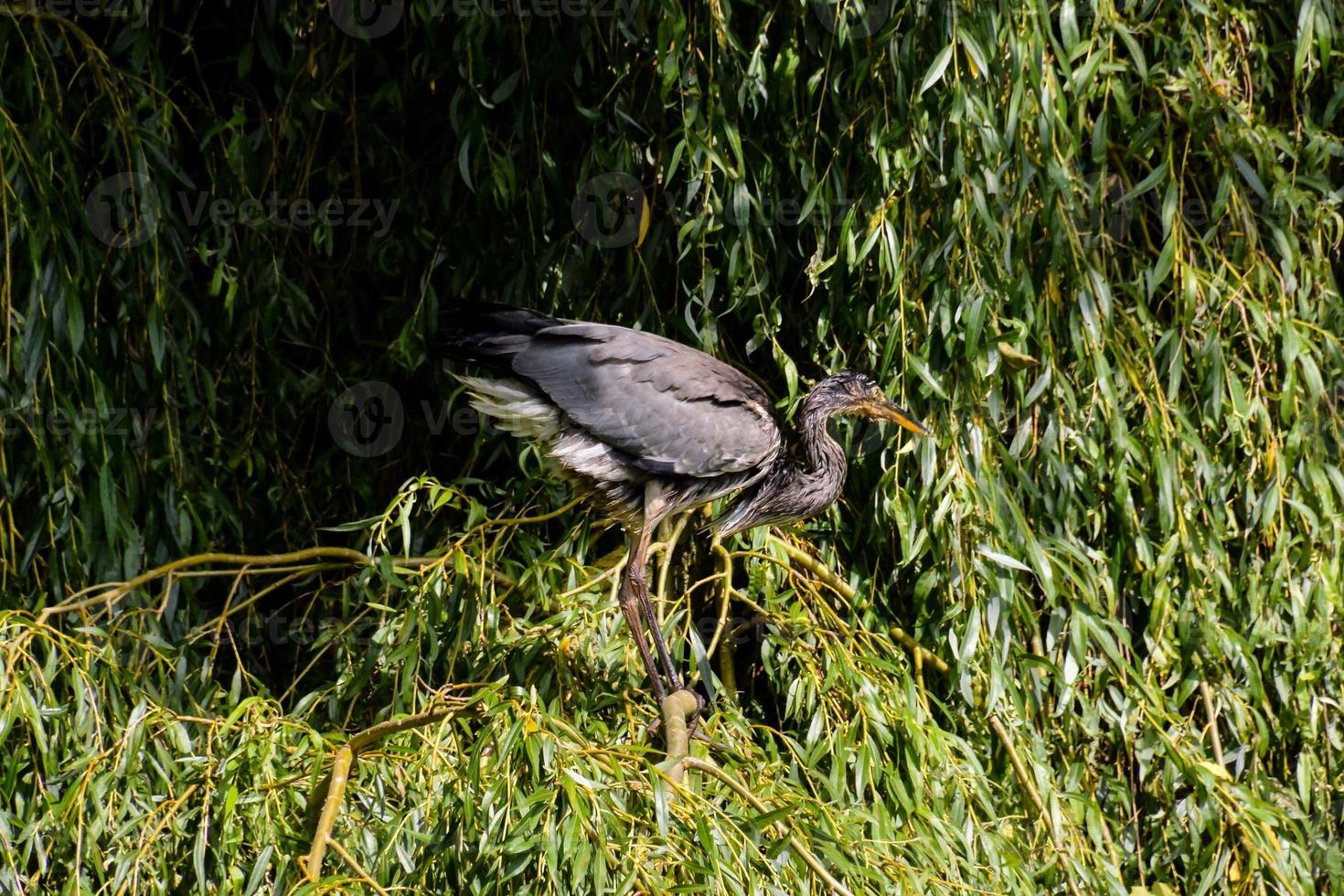 Black bird on the plants photo