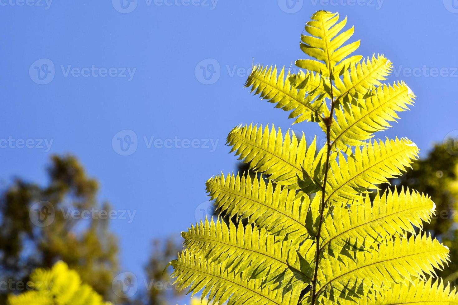 Green plant close-up photo