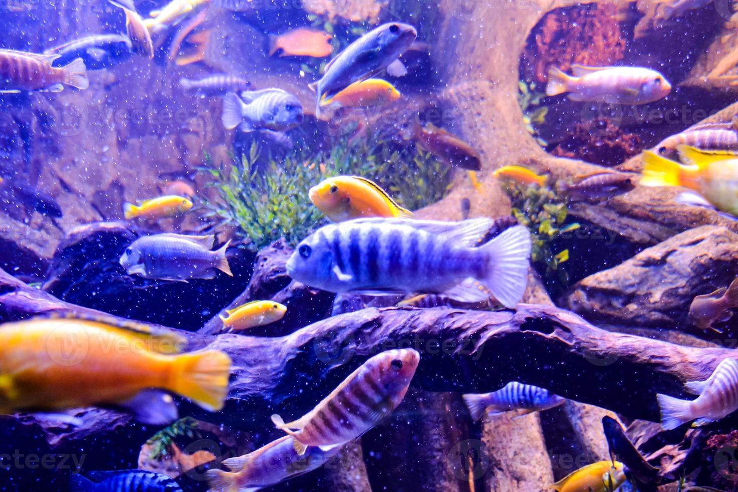 Colorful fish swuimming photo