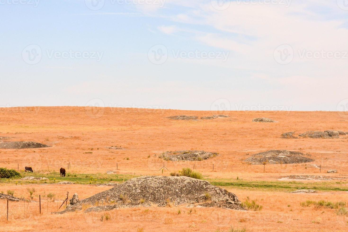 Farm view with rocks photo