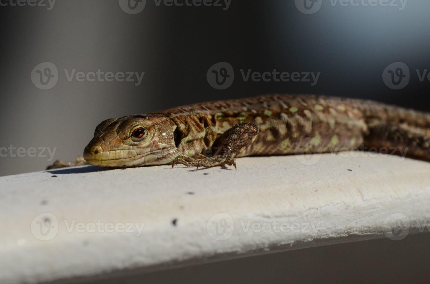 Macro of Small Lizard photo