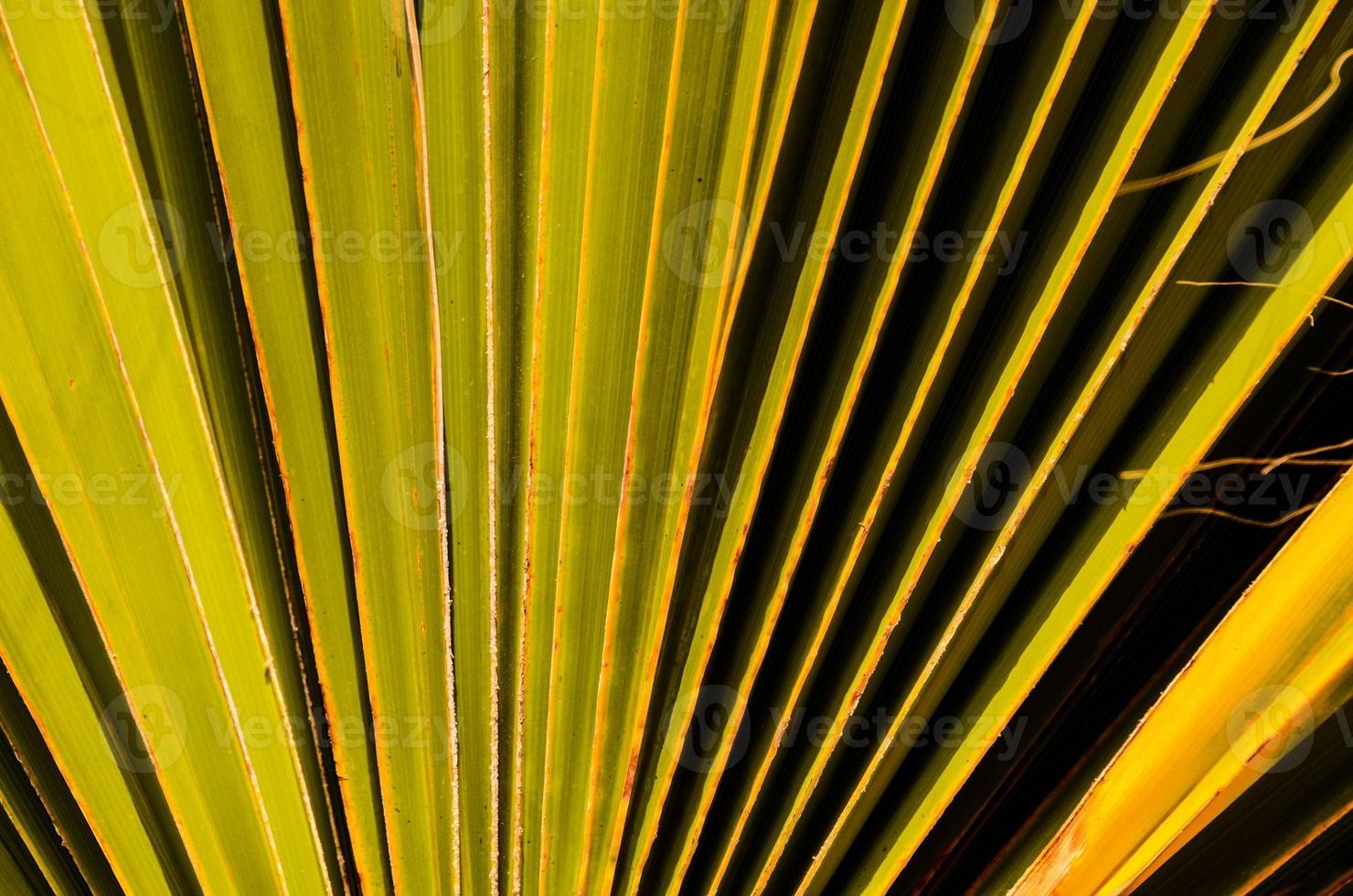 Palm leaf closeup photo