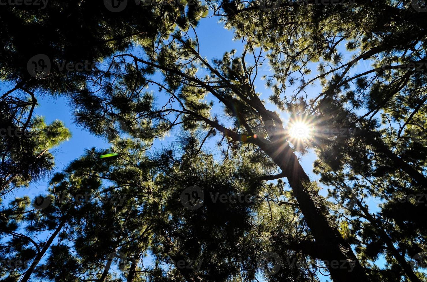 Trees in the forest photo