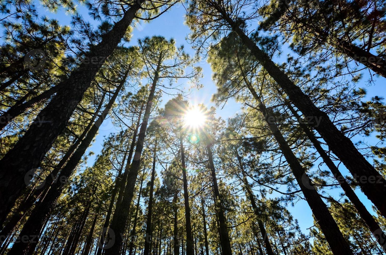 Trees in the forest photo
