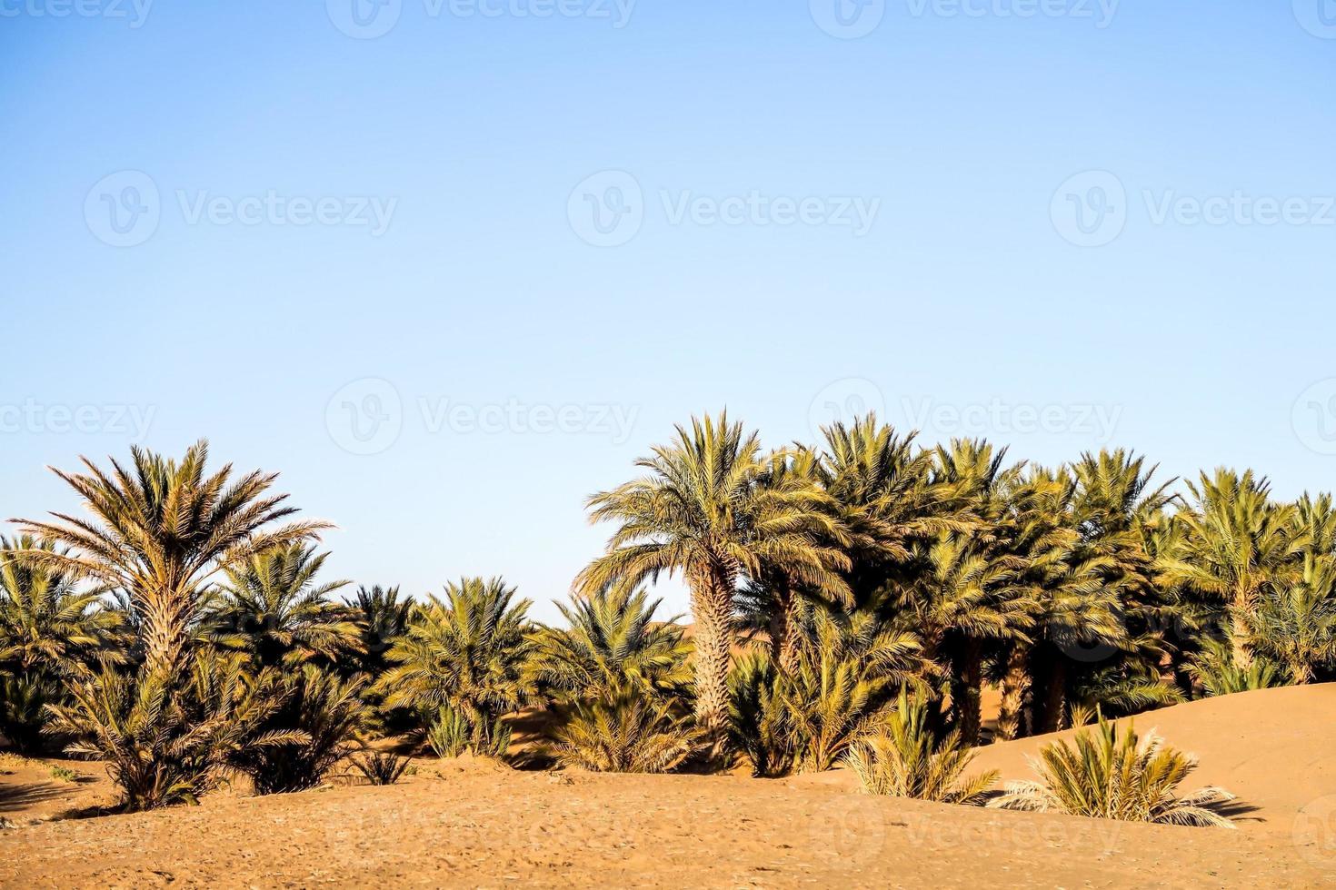 paisaje desértico en marruecos foto