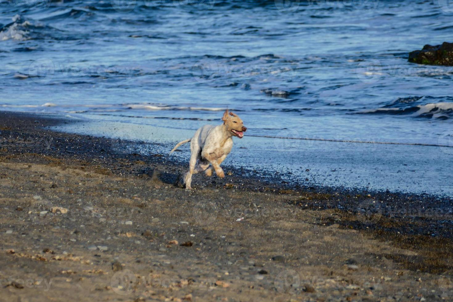 perro corriendo en la playa foto