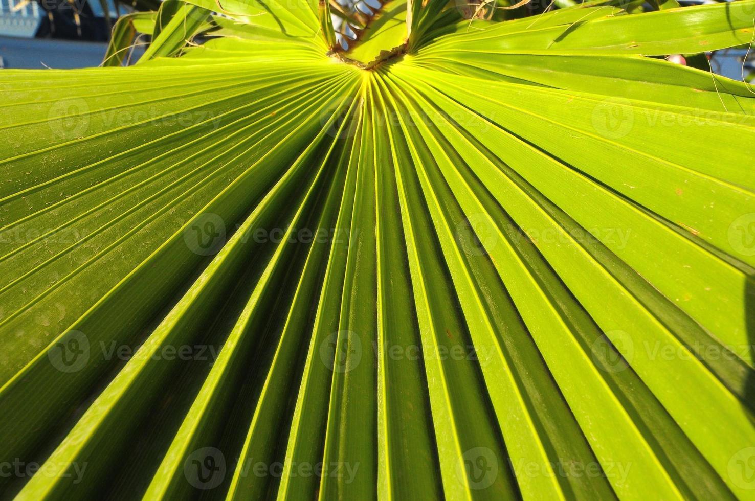 Palm leaf closeup photo