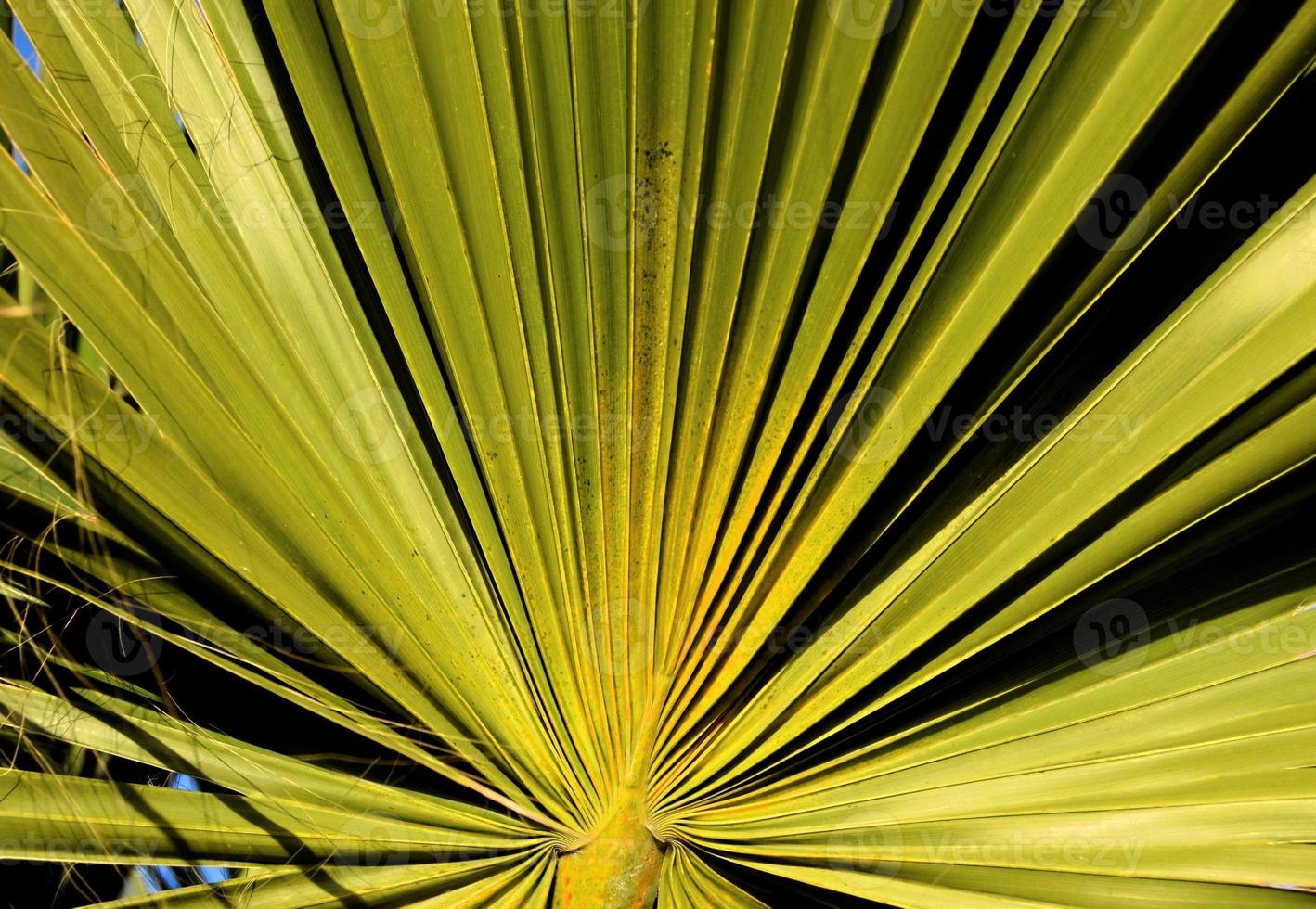 Palm leaf closeup photo