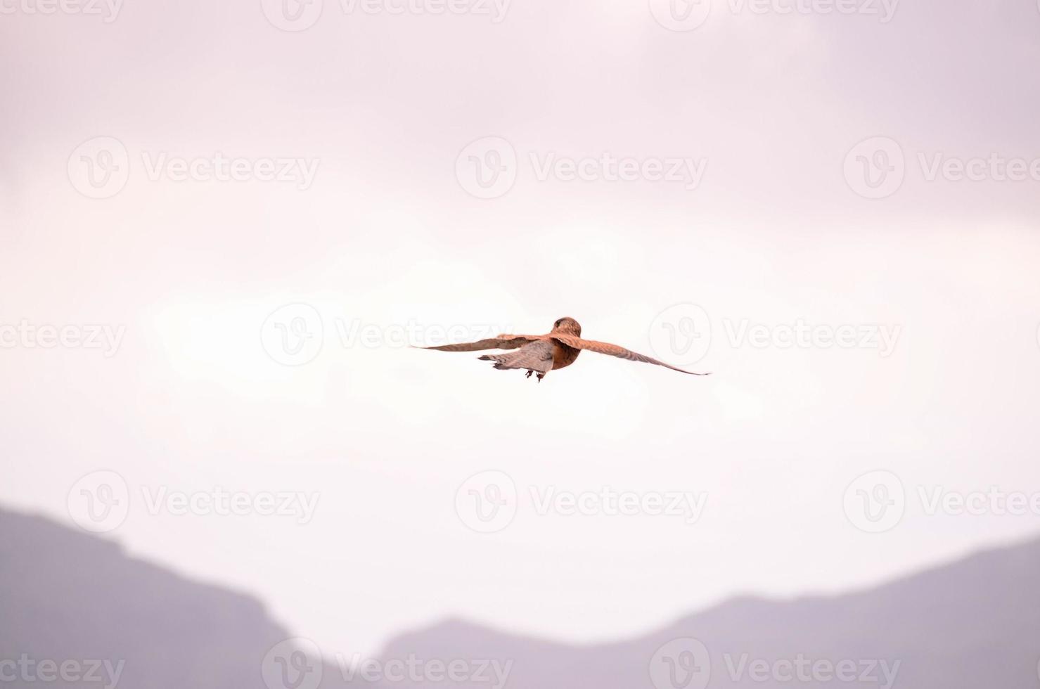 Brown bird flying photo