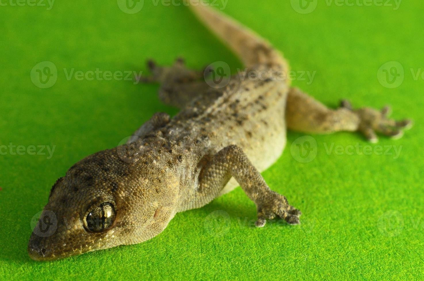 Gray Gecko Lizard photo