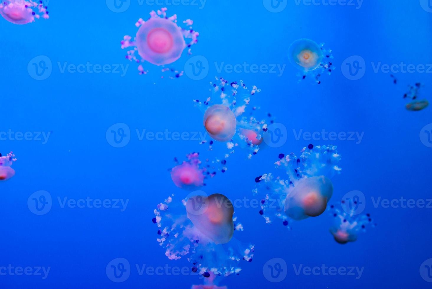 Jellyfishes on blue background photo