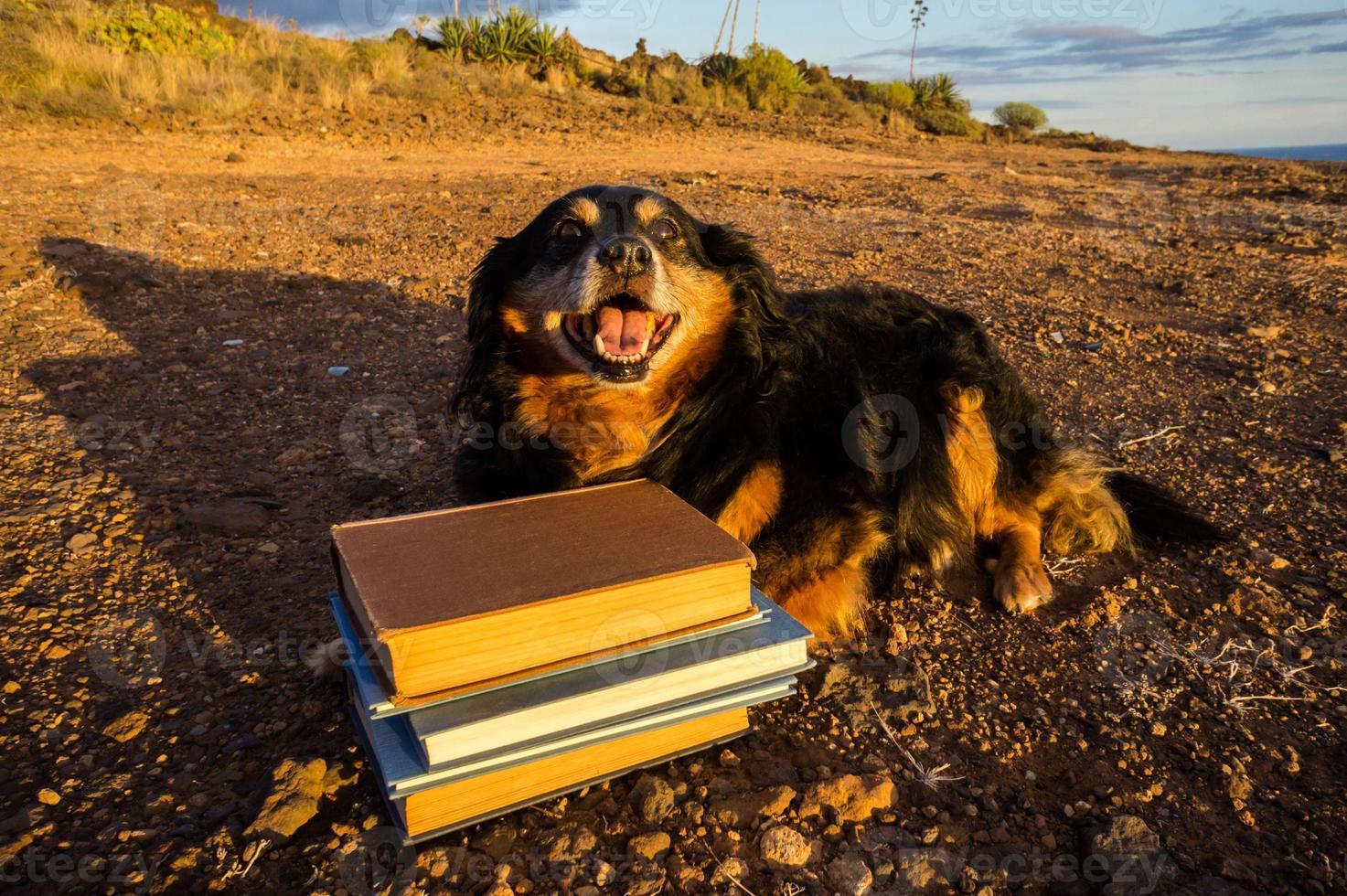 Cute dog with books photo