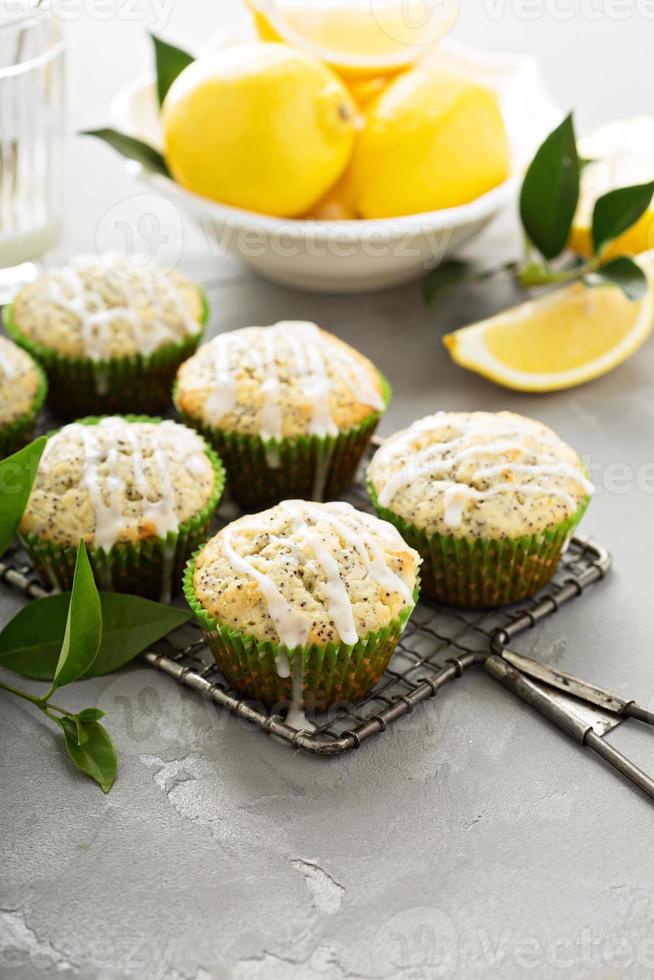 Lemon poppy seed muffins photo