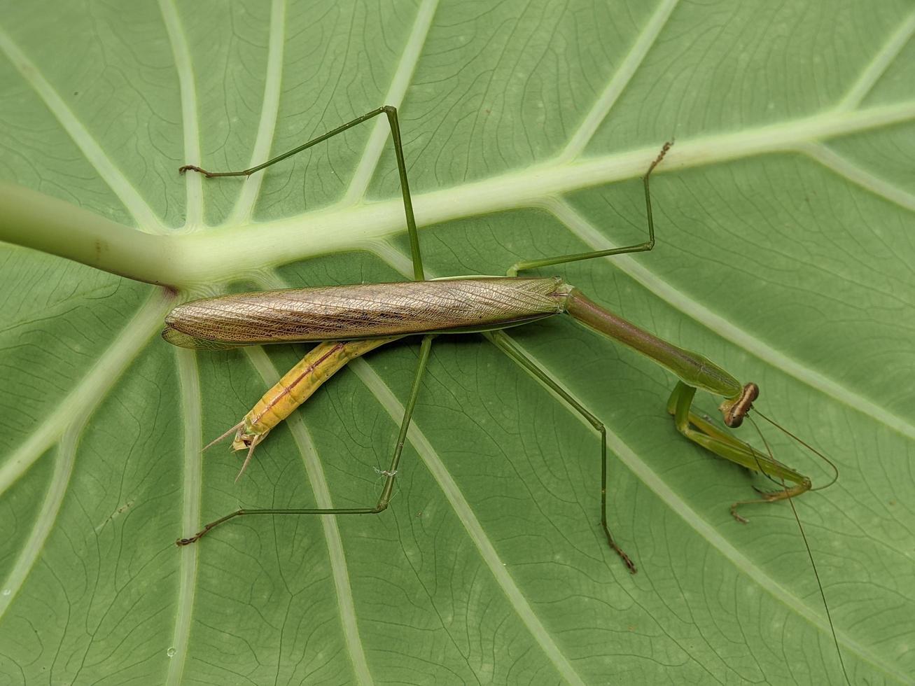 insecto tenodera aridifolia en hojas de taro verde foto