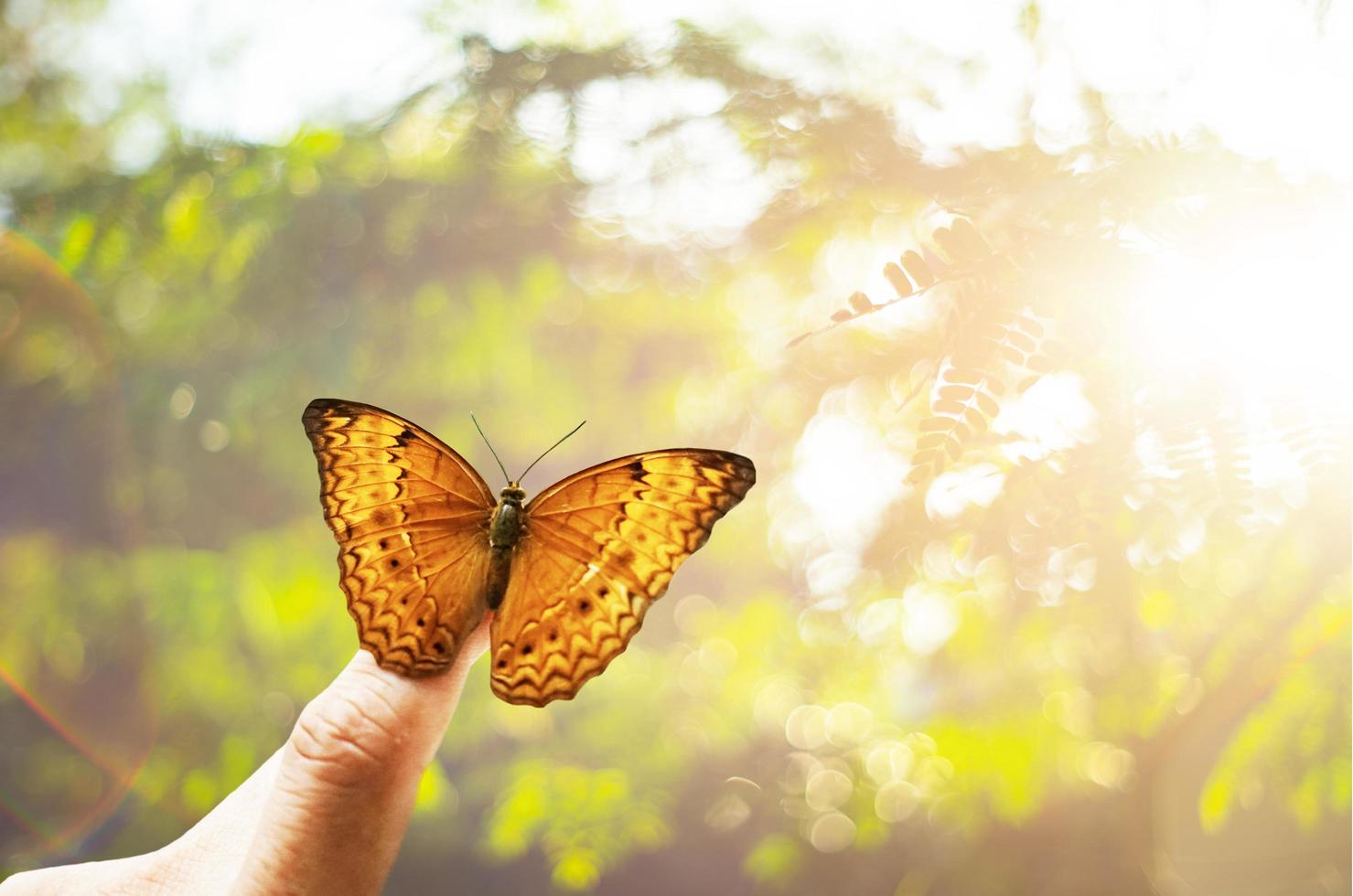 mariposa a mano en la selva la belleza de la naturaleza foto