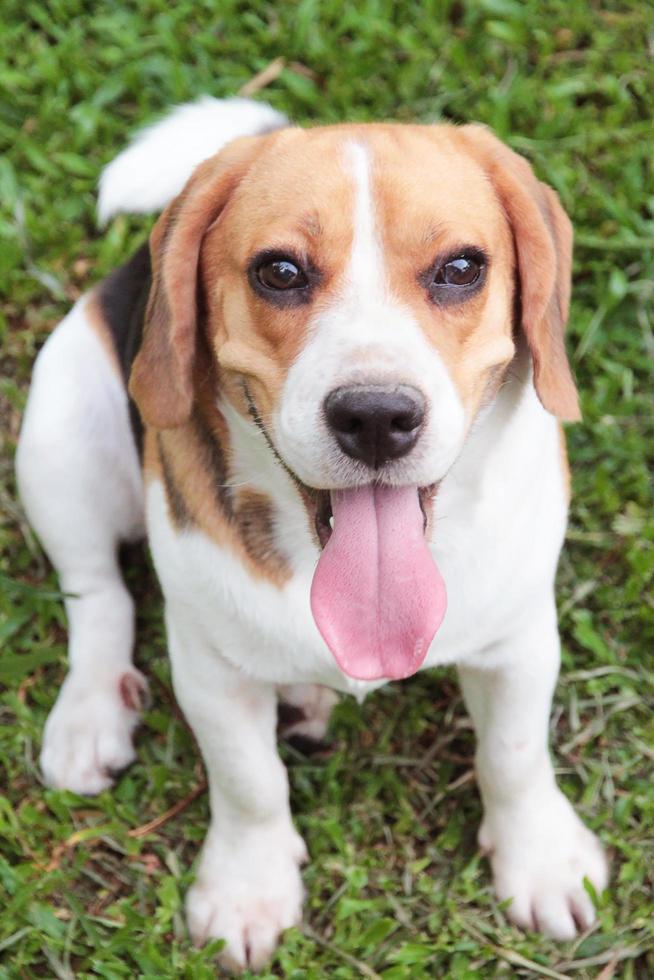A cute and healthy beagle dog is sitting around on the grass. photo