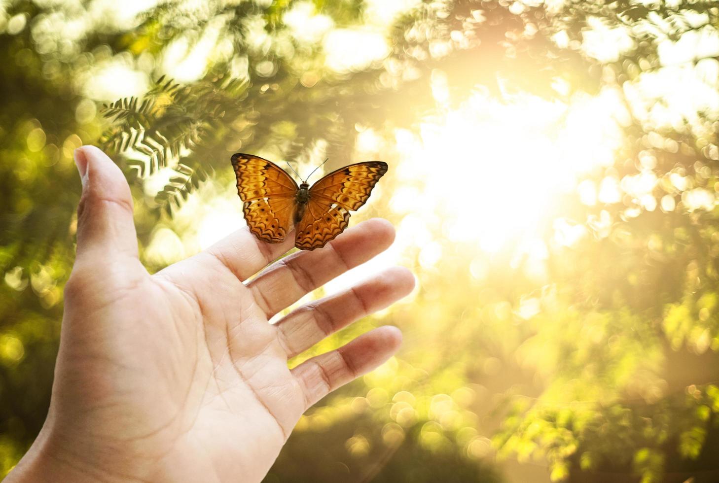 la mariposa está en la mano en el bosque. y la luz dorada del sol es un hermoso fondo foto